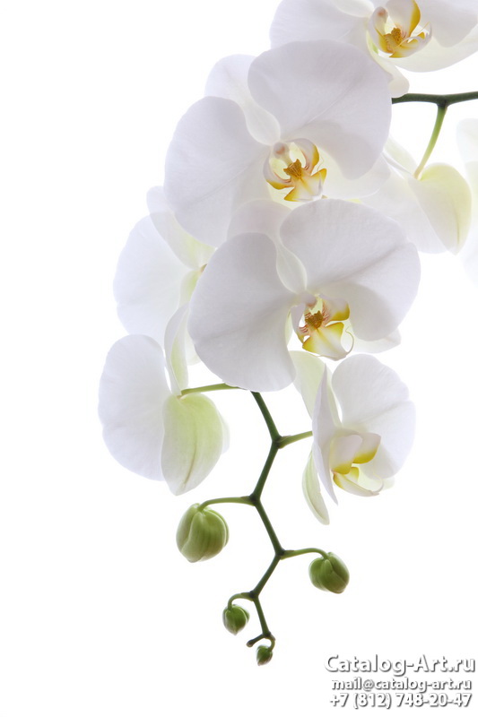 White orchids 54